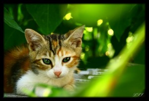 acupunctuur kattenallergie