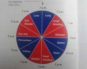 De orgaanklok in de TCM